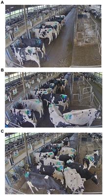 Behavioral consistency of competitive behaviors and feeding patterns in lactating dairy cows across stocking densities at the feed bunk